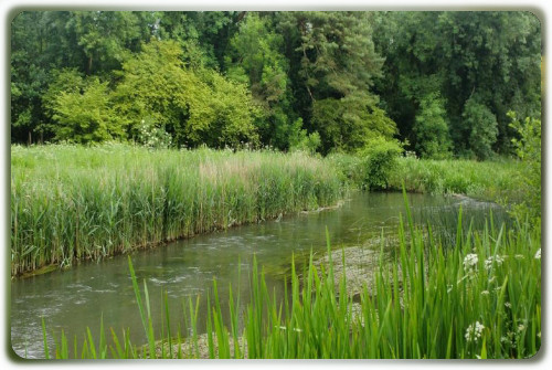 Kennet, Benham Marsh